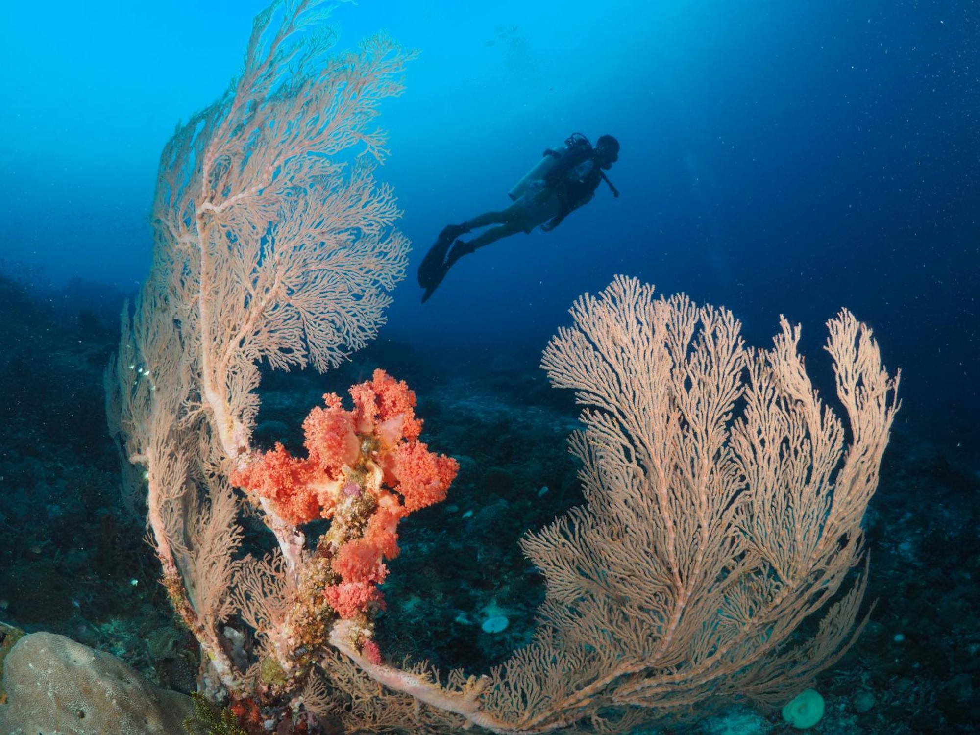 Liberty'S Lodge And Diving - Apo Island Dumaguete City Ngoại thất bức ảnh