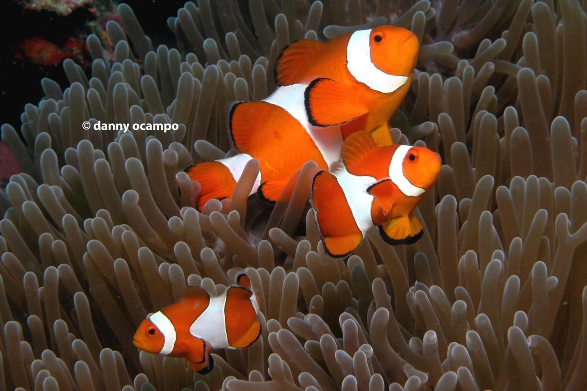 Liberty'S Lodge And Diving - Apo Island Dumaguete City Ngoại thất bức ảnh