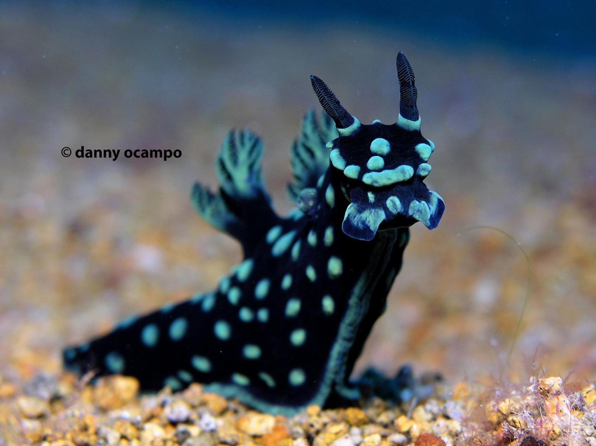 Liberty'S Lodge And Diving - Apo Island Dumaguete City Ngoại thất bức ảnh