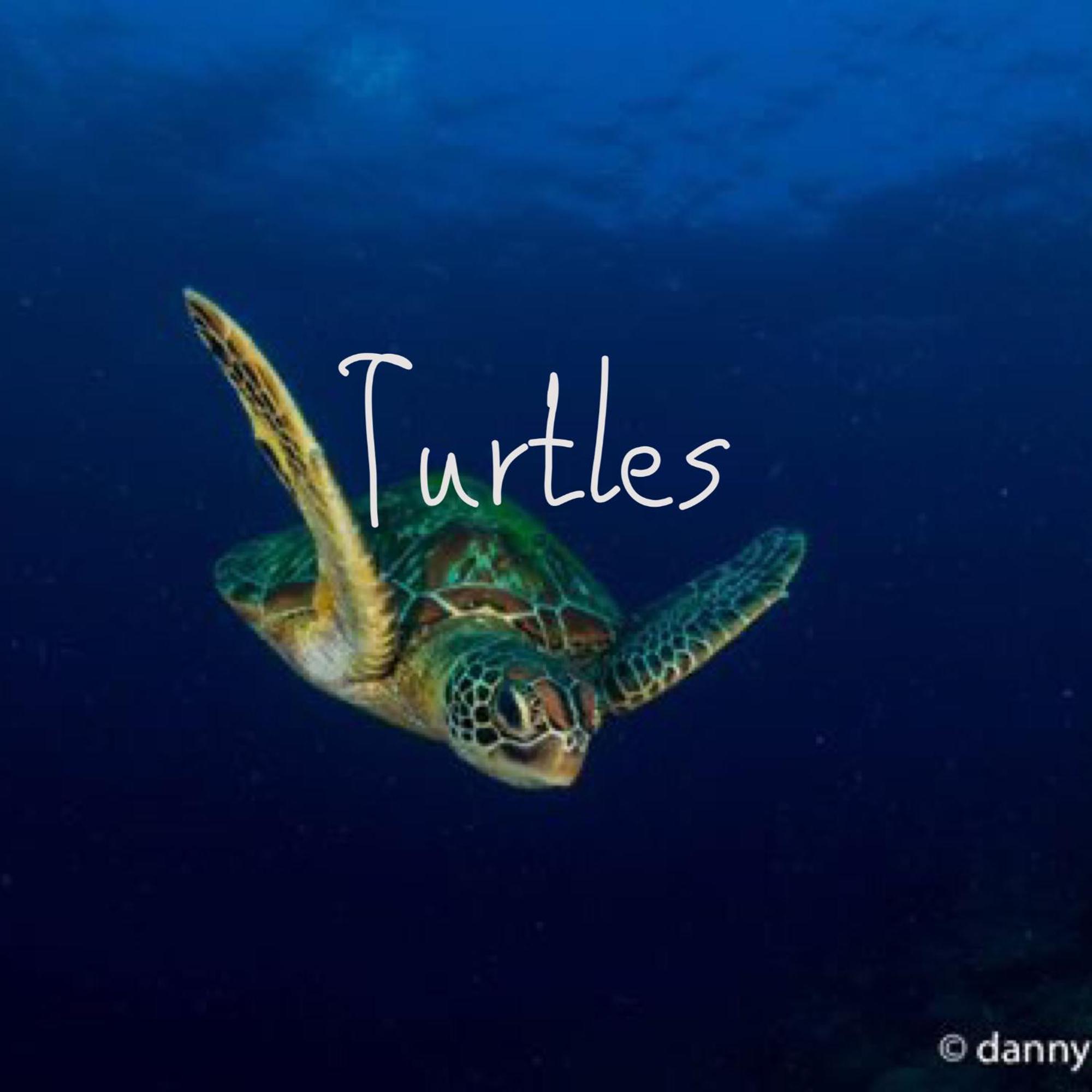 Liberty'S Lodge And Diving - Apo Island Dumaguete City Ngoại thất bức ảnh