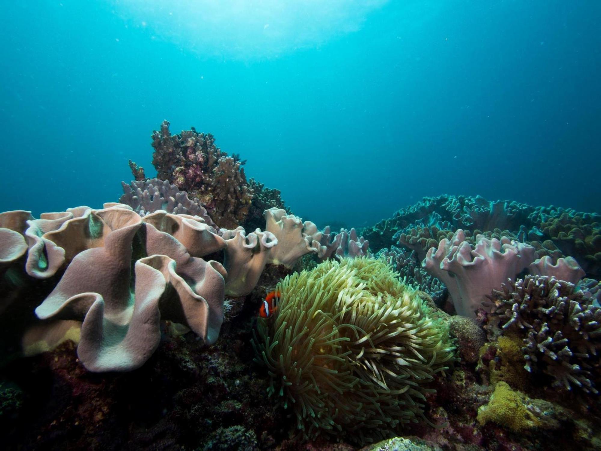 Liberty'S Lodge And Diving - Apo Island Dumaguete City Ngoại thất bức ảnh
