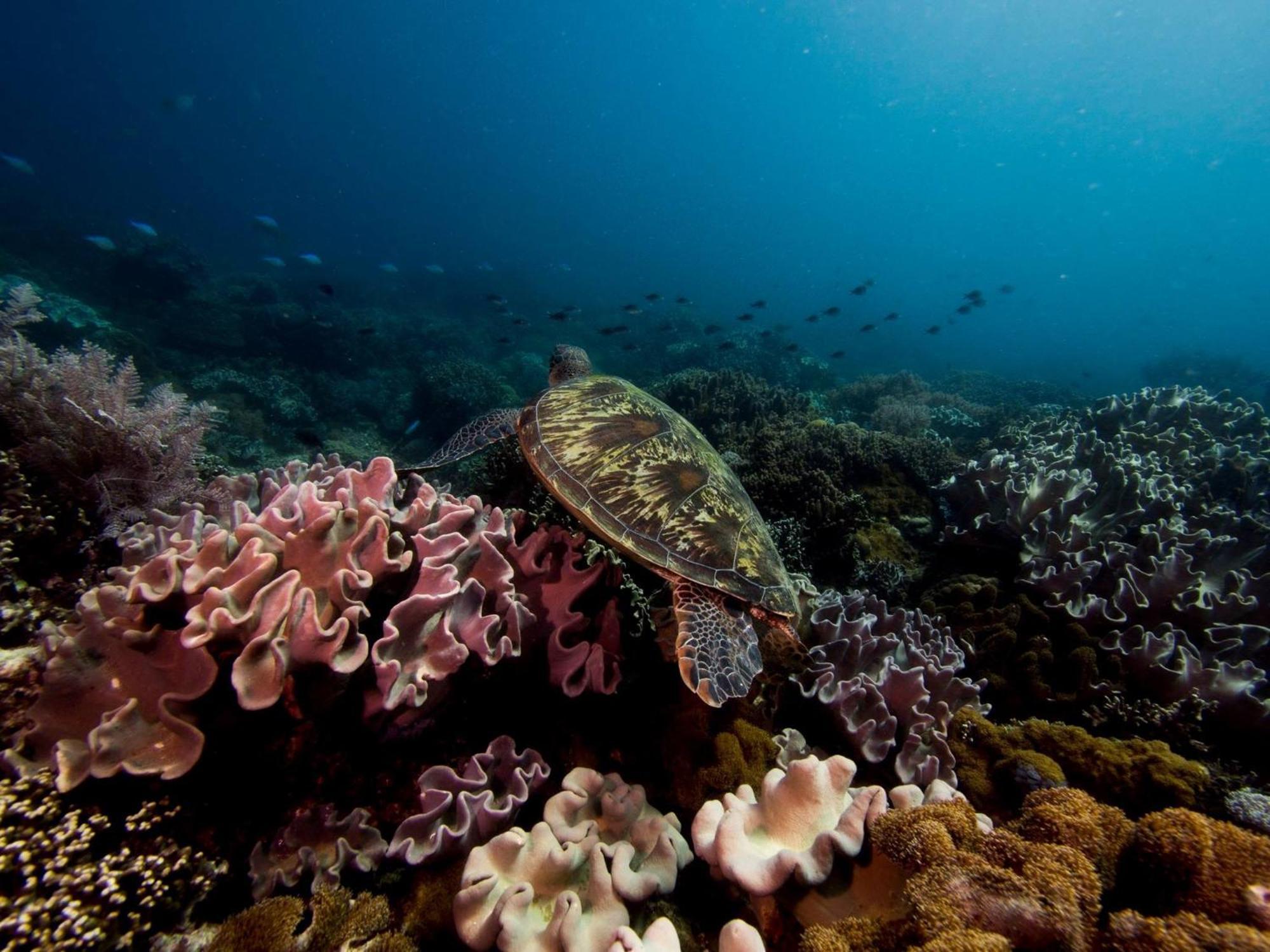 Liberty'S Lodge And Diving - Apo Island Dumaguete City Ngoại thất bức ảnh