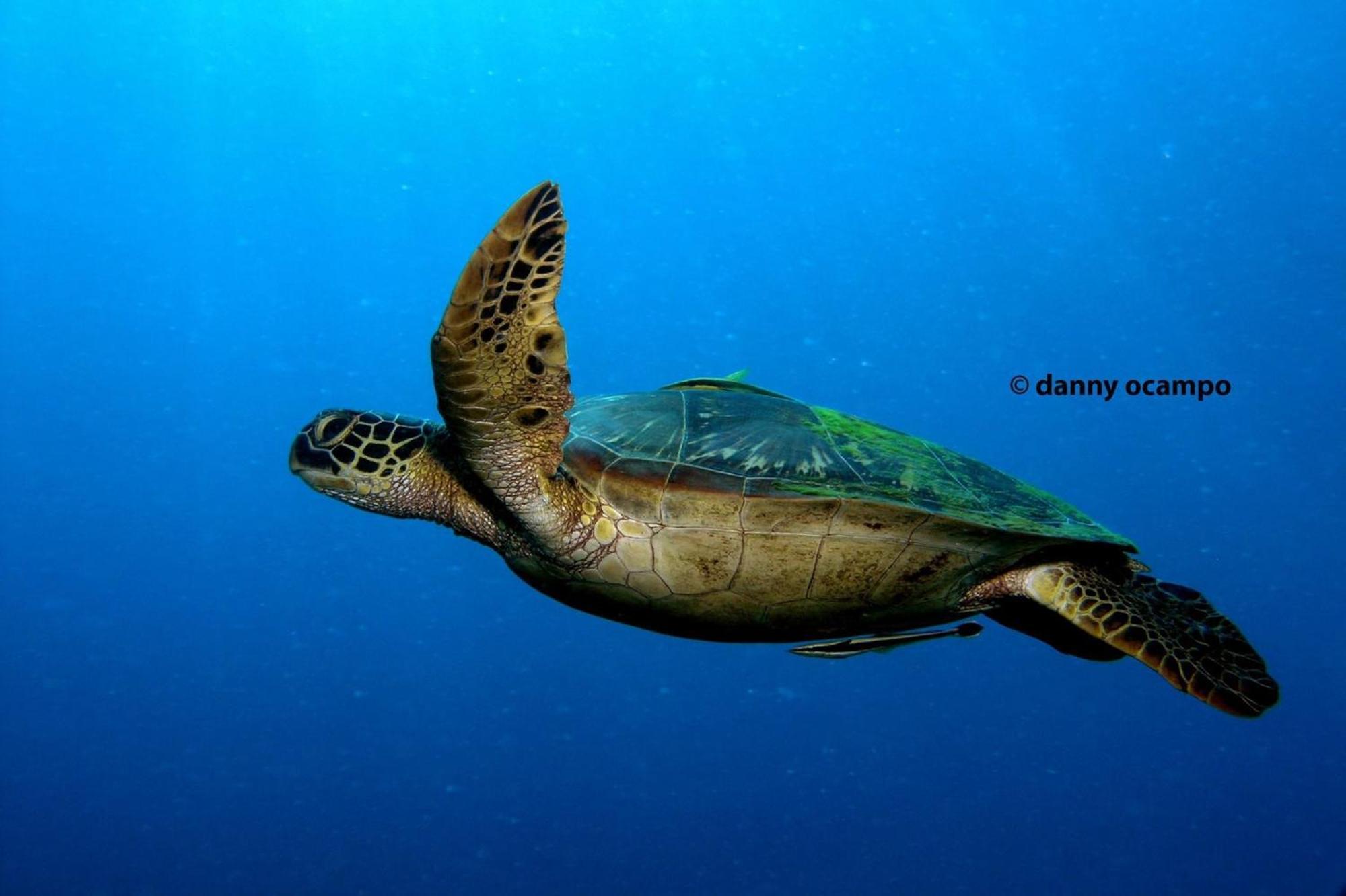 Liberty'S Lodge And Diving - Apo Island Dumaguete City Ngoại thất bức ảnh