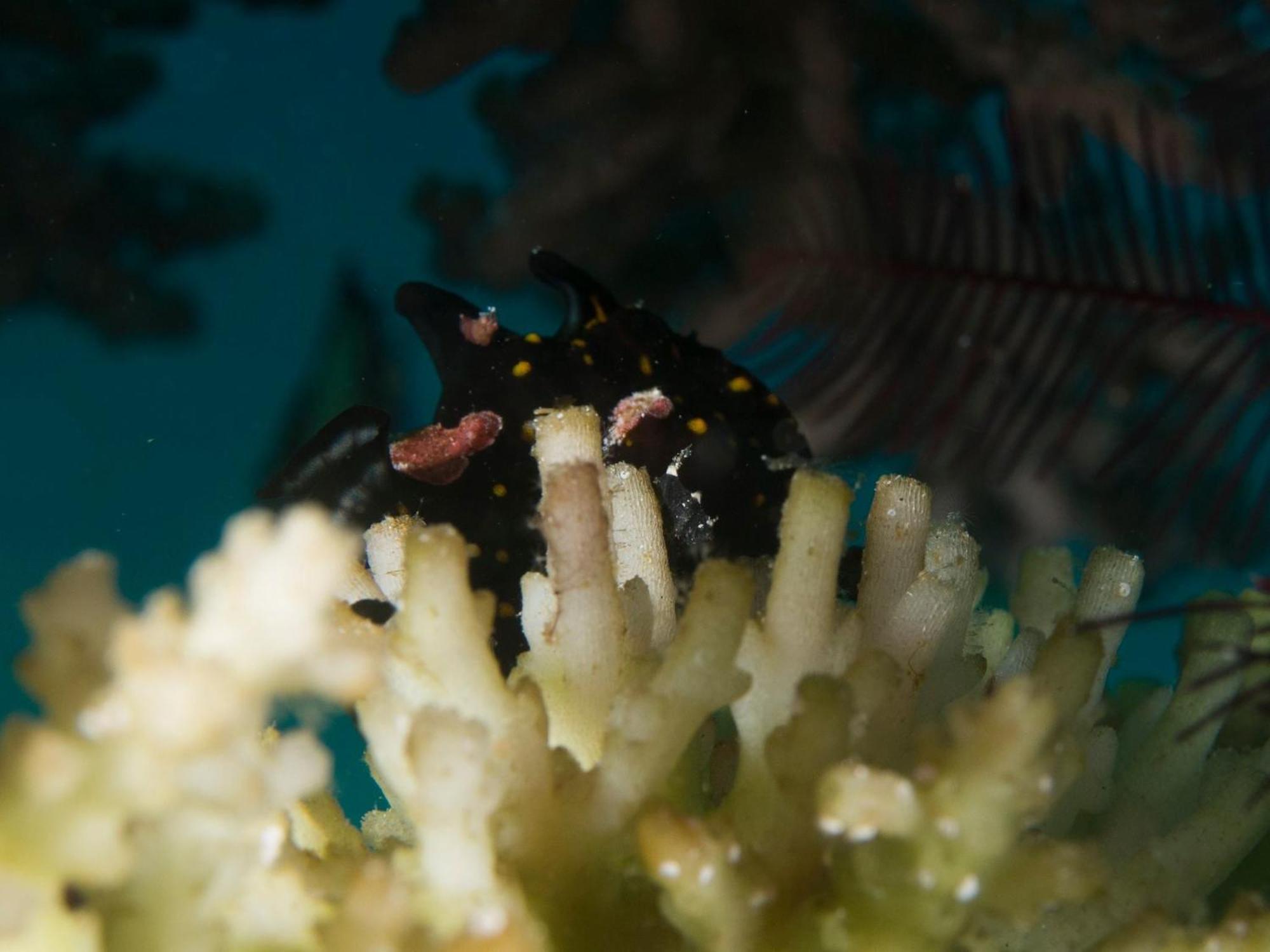 Liberty'S Lodge And Diving - Apo Island Dumaguete City Ngoại thất bức ảnh